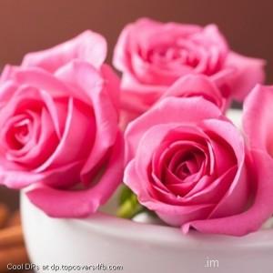 Pink-Roses-Flowers-Petals-Display-Picture