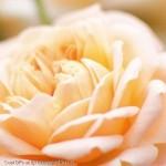 Rose-Peach-Flower-Plant-Display-Picture