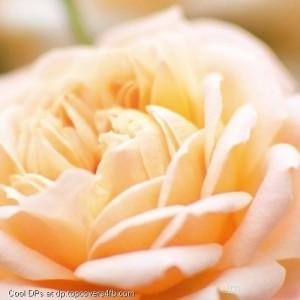 Rose-Peach-Flower-Plant-Display-Picture