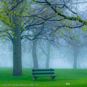 Spring-Park-Fog-And-Bench-Display-Picture