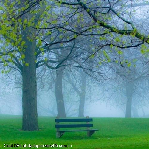 Spring-Park-Fog-And-Bench-Display-Picture