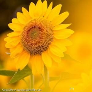 Sunflower-Yellow-Background-Display-Picture
