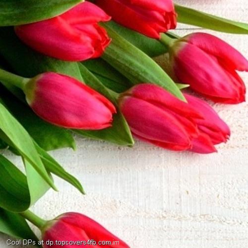 Tulips-On-Wooden-Background-Display-Picture