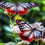 Two-Lovely-Butterflies-Display-Picture