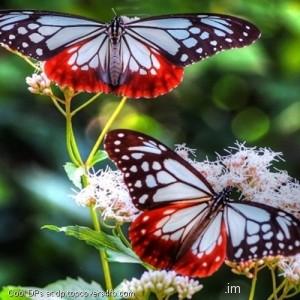 Two-Lovely-Butterflies-Display-Picture