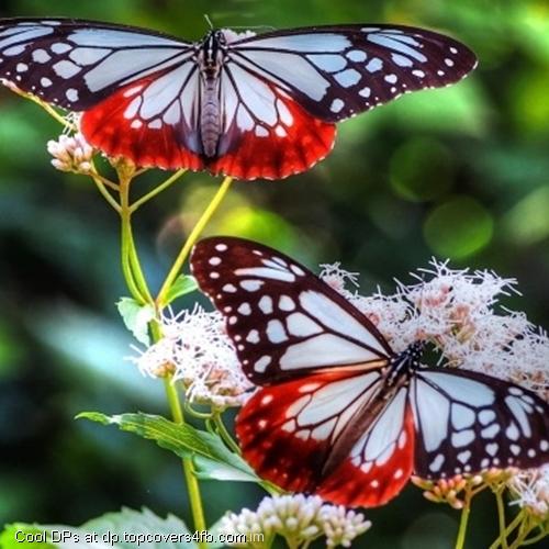 Two-Lovely-Butterflies-Display-Picture