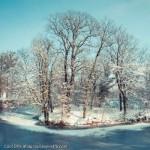 Winter-Snow-Trees-Display-Picture